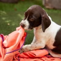 Chiot Braque Francais qui mordille une couverture