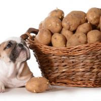 Chiot Bulldog Anglais avec son panier de pommes de terre