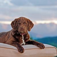 Chiot Chesapeake Bay Retriever