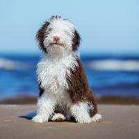 Chiot chien d'eau espagnol à la mer