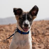 Chiot Chien de Canaan
