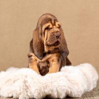 Chiot Chien de Saint-Hubert dans son panier