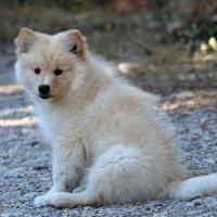 Chiot Chien Finnois de Laponie