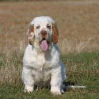 Le Clumber Spaniel