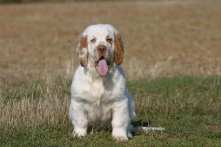 Chiot clumber spaniel