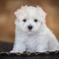 Chiot Coton de Tuléar dans son panier