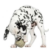 Chiot Dalmatien qui joue avec sa balle