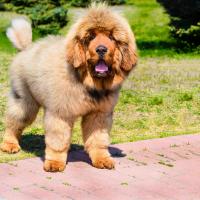 Chiot Dogue du Tibet