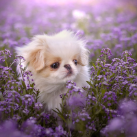 Chiot Épagneul Japonais de Van