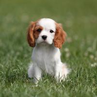 Chiot Epagneul King Charles