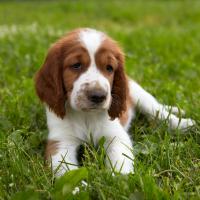 Chiot Epagneul Springer Gallois