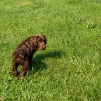 Chiot Epagneul Sussex