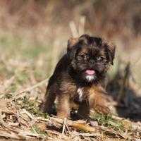Chiot Griffon Bruxellois