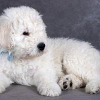 Chiot Komondor