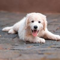Chiot Kuvasz