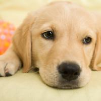 Chiot Labrador avec sa balle