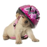 Chiot Labrador avec son casque rose