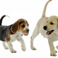 Chiot Labrador avec son copain Beagle