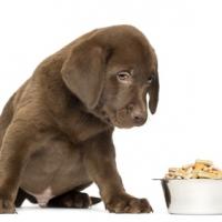 Chiot Labrador couleur chocolat avec sa gamelle