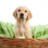 Chiot Labrador dans son panier en osier