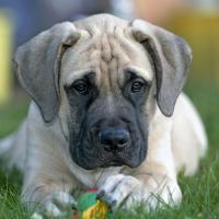 Chiot Mastiff couché sur l'herbe