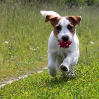 Chiot Parson Russell Terrier avec son jouet