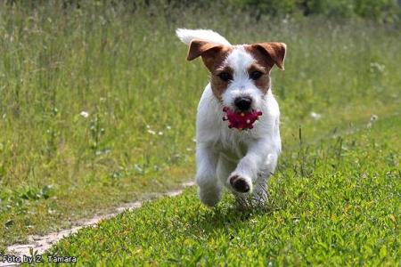 Chiot parson russell terrier avec son jouet