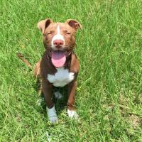 Chiot Pitbull assis sur l'herbe