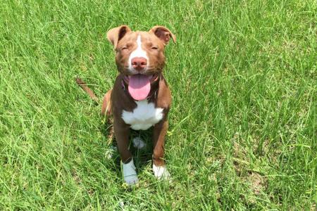 Chiot pitbull assis sur l herbe