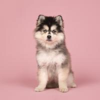 Chiot Pomsky