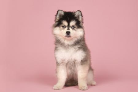 Chiot pomsky