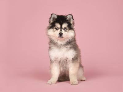 Tout Savoir Sur Le Pomsky Tout Savoir Sur Le Pomsky