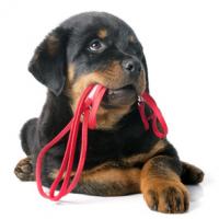 Chiot Rottweiler qui tient sa laisse rouge dans la gueule