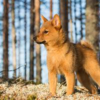 Chiot Spitz Finlandais dans la forêt