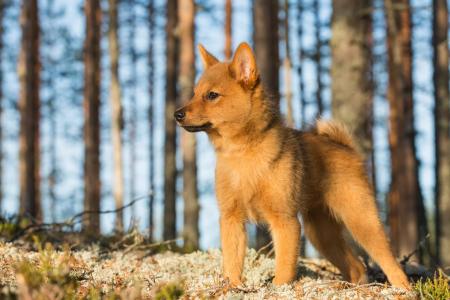 Chiot spitz finlandais dans la foret