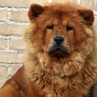 Chow Chow adossé contre un mur