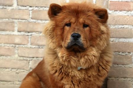 Chow chow adosse contre un mur