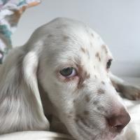 Cleo petite setter anglaise de 2 mois