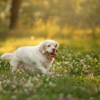 Clumber Spaniel dans un champ