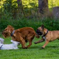 Cocker Anglais, Bichon frisé et Bouledogue Français qui jouent