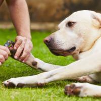 Un Labrador qui se fait couper les griffes