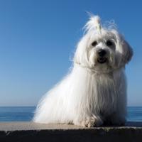 Coton de Tuléar à la mer