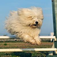 Coton de Tuléar qui fait de l'agility