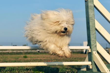 Coton du tulear qui fait de l agility