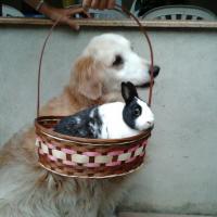 Daisy, chienne de Janos et son copain Lucky le lapin