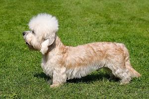 Dandie dinmont terrier se tenant bien droit