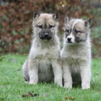 Deux chiots Chien du Groenland