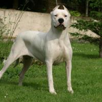 Dogue Argentin blanc debout dans un jardin