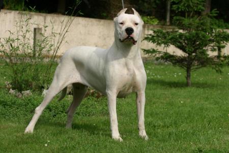 Dog argentin blanc debout sur l herbe