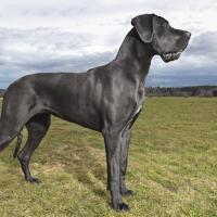 Dogue Allemand dans un champs